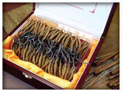 浈江冬虫夏草回收